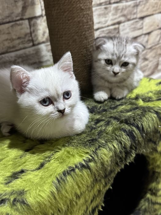 Шотланская белая голубоглазая девочка