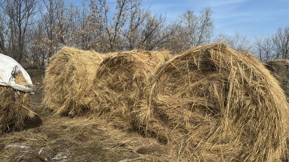 Сено продается 5 шт 13 тыс