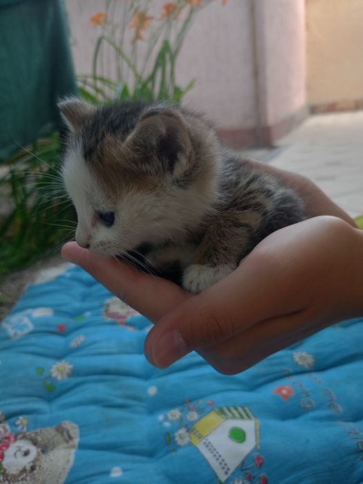 Продаются котята.