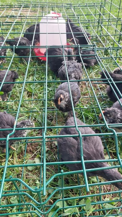 Vând pui australorp 1 lună pe negru și pe  albastru