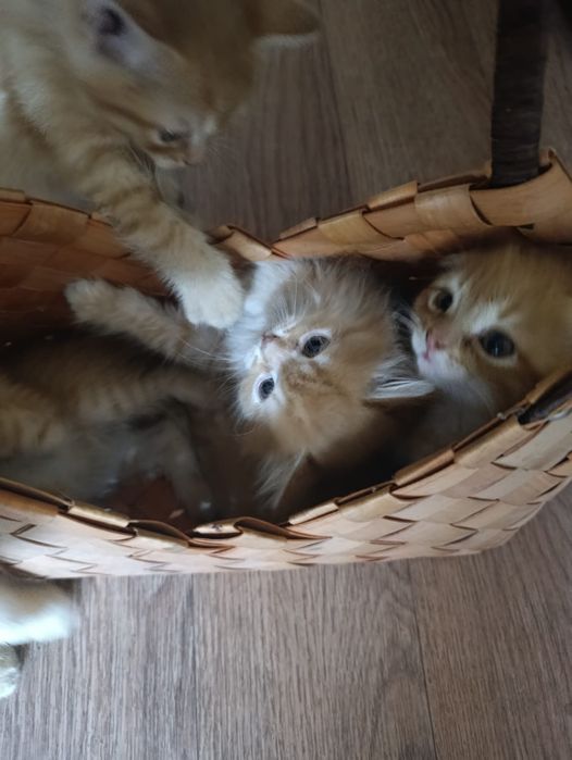 Дарю котенка в хорошие руки.