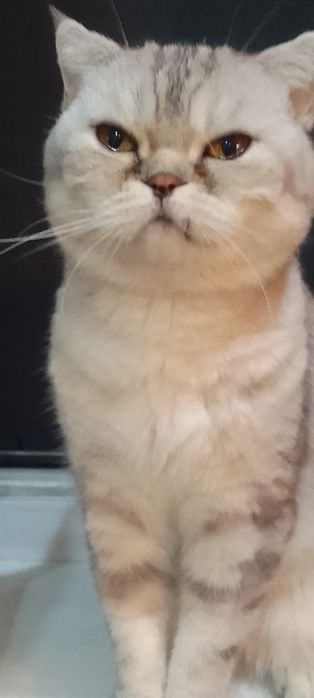 Шотландская кошечка осталась  одна