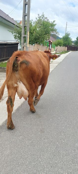 Vaca la a 3a fătare