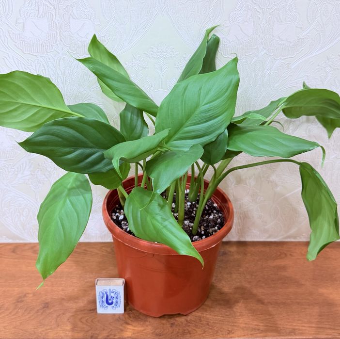 Аглаонема, комнатные растения, комнатные цветы