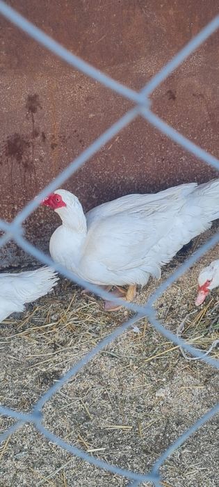 Индо утка 9 месяцев тяжелой линии самец отдам за 10.000 племяной