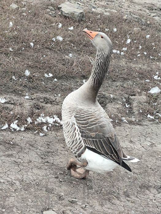 Продам гусей 5 месяцев