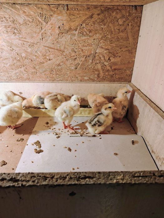 Адлер и смешные порода цепляет