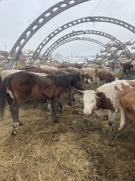 Продам тайчикоф