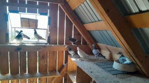 Porumbei de vânzare – sănătoși și viguroși – doar 30 lei/bucată