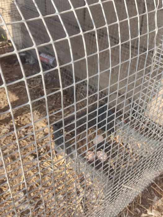 Продается яйца Брамы