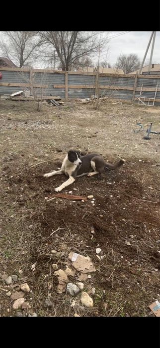 тобет ургашы 11 айлык сатылады