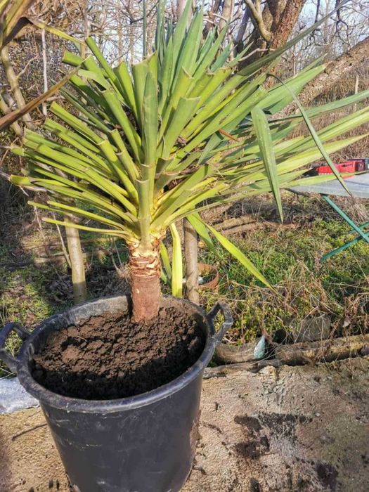 Палма юка външна студоустойчива