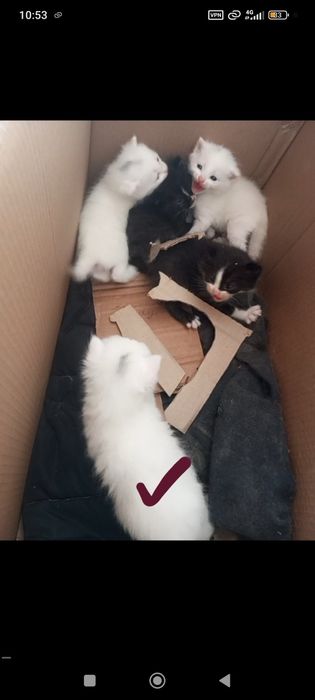 Отдам котят в хорошие руки бесплатно