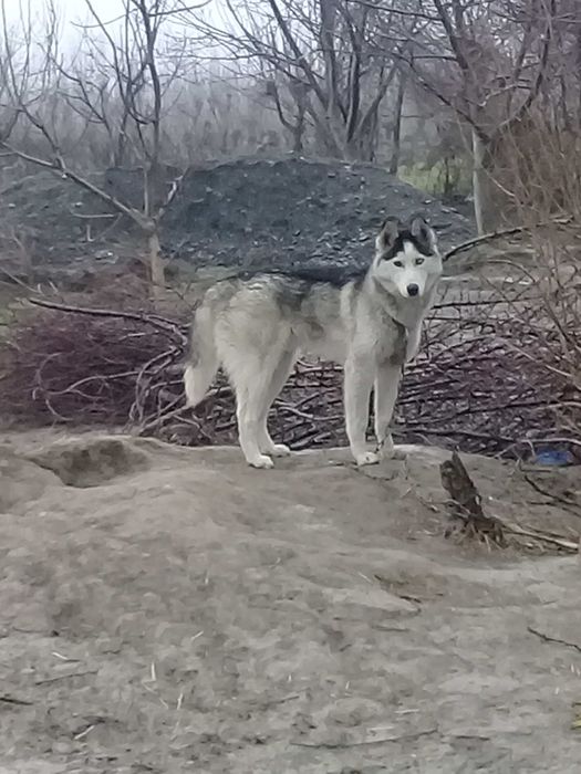 Roki ismli asl zotli it sotiladi hayvonlar passporti ham qushib berami