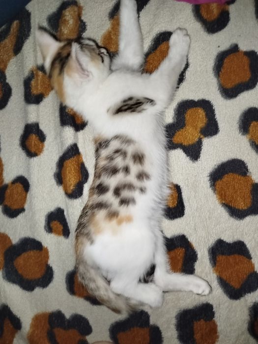 6oyli qizbola mushuk