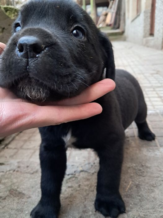 Мъжко Кане Корсо