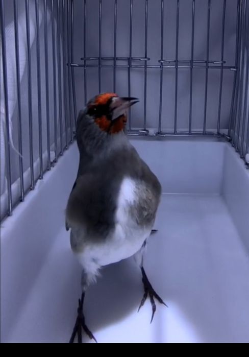 Sava sotladi yengi savala