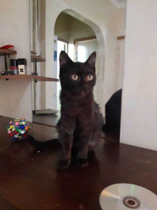 Котенок в добрые руки. Смотрите другие объявления автора