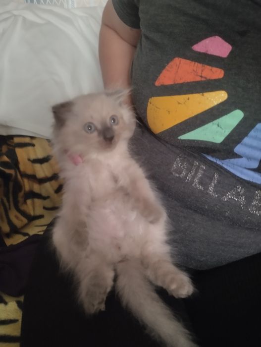 Котик породистый