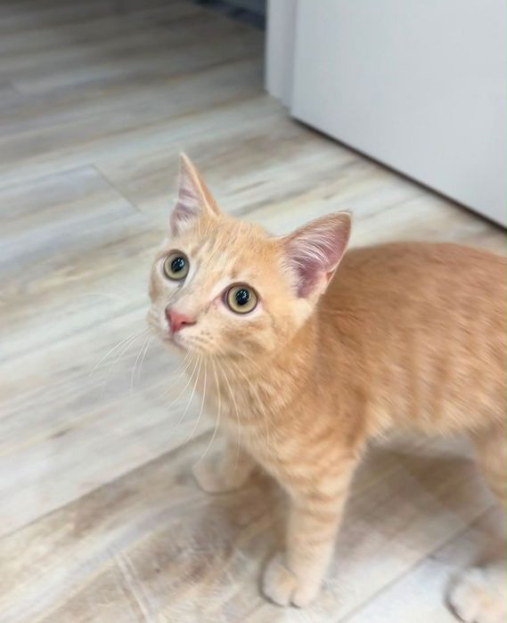 Отдам котенка, 3 месяца малышу