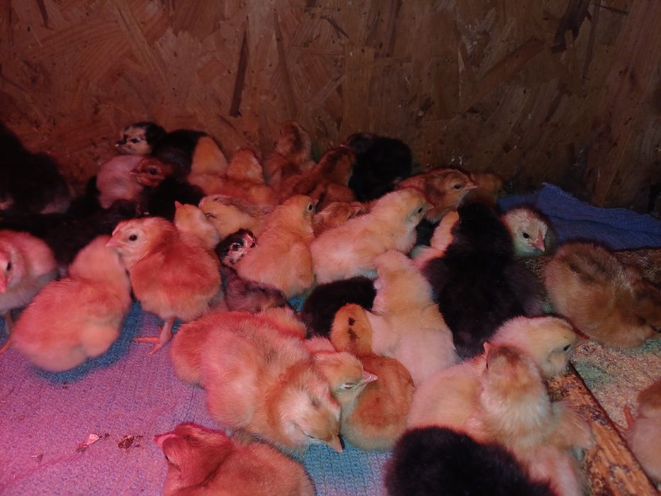 Pui de casă de o zi