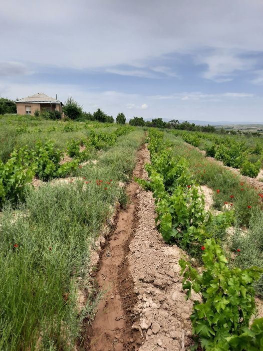 Учаска сотилади уйхамбор
