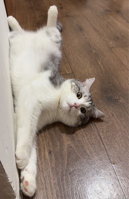 отдам милого кота в добрые руки