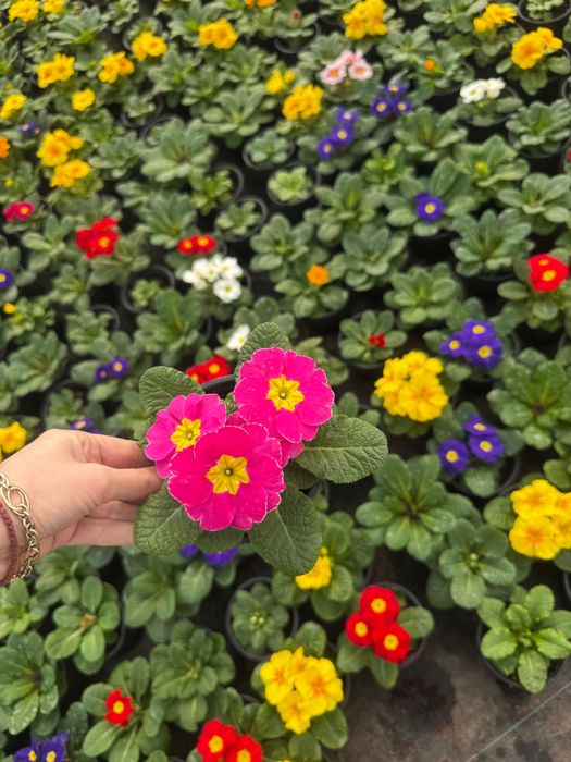 Primula la super pret