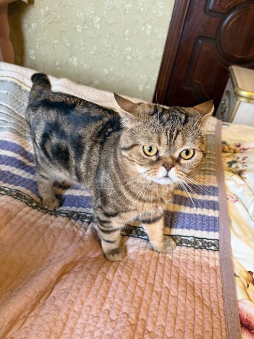 Кот для вязки | Британский тип | 3 года