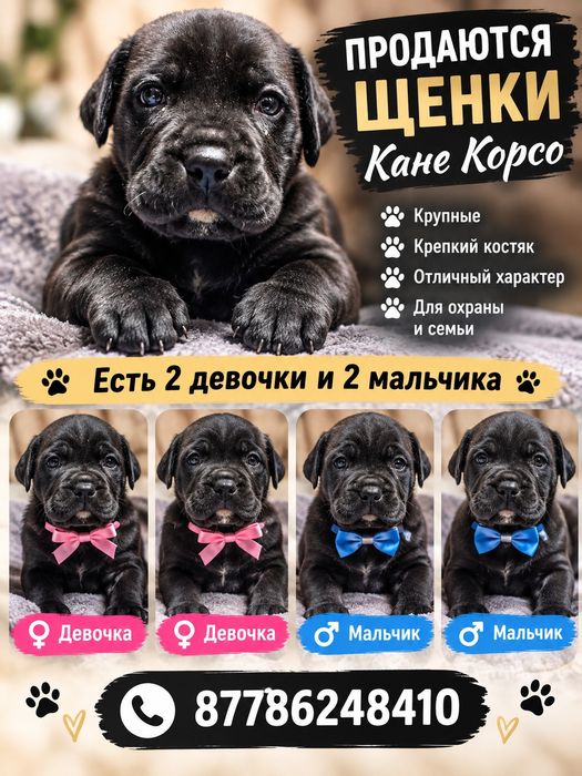 Кане корса щенки