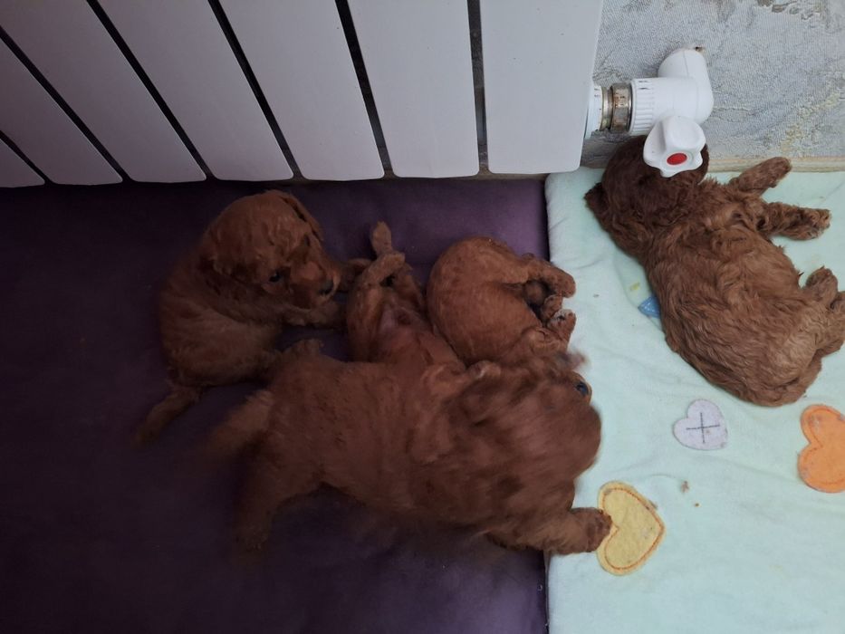 Готовяться на продажу красные щенки есть девочки и мальчики чки енки