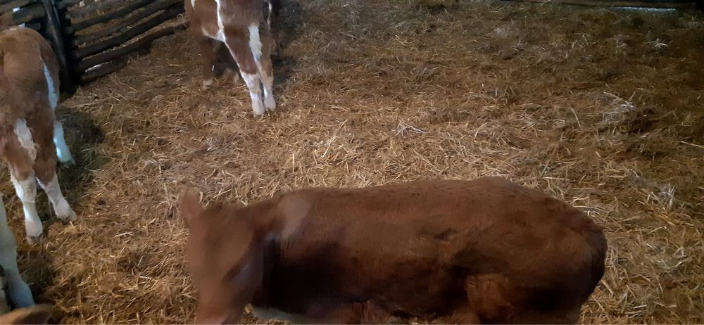 Vând viței semi înțărcați de la 4 la 8 săptămâni