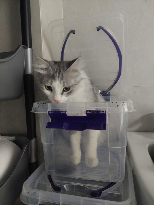 Котик мальчик кастрирован