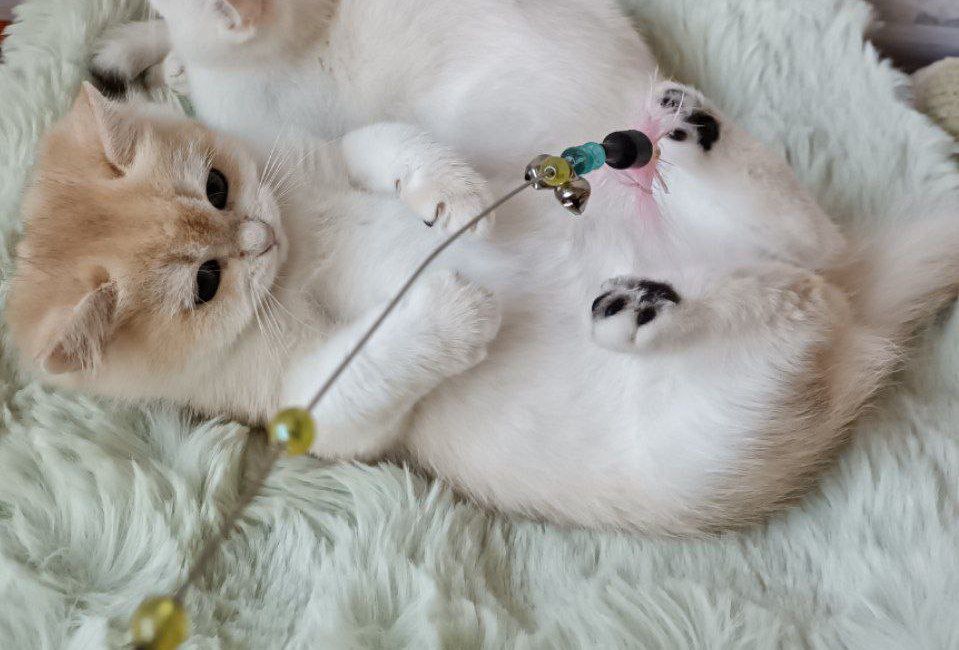 Британский шиншилла