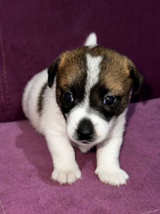 Продается девочка Джек Рассел