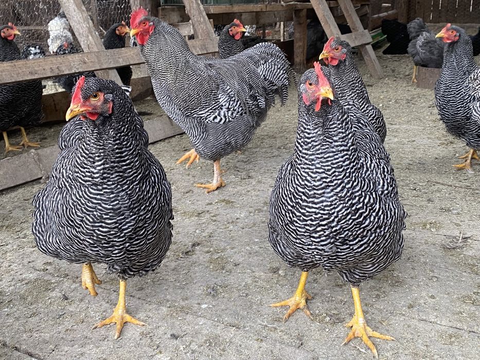 Oua de Gaini Australorp Albastru