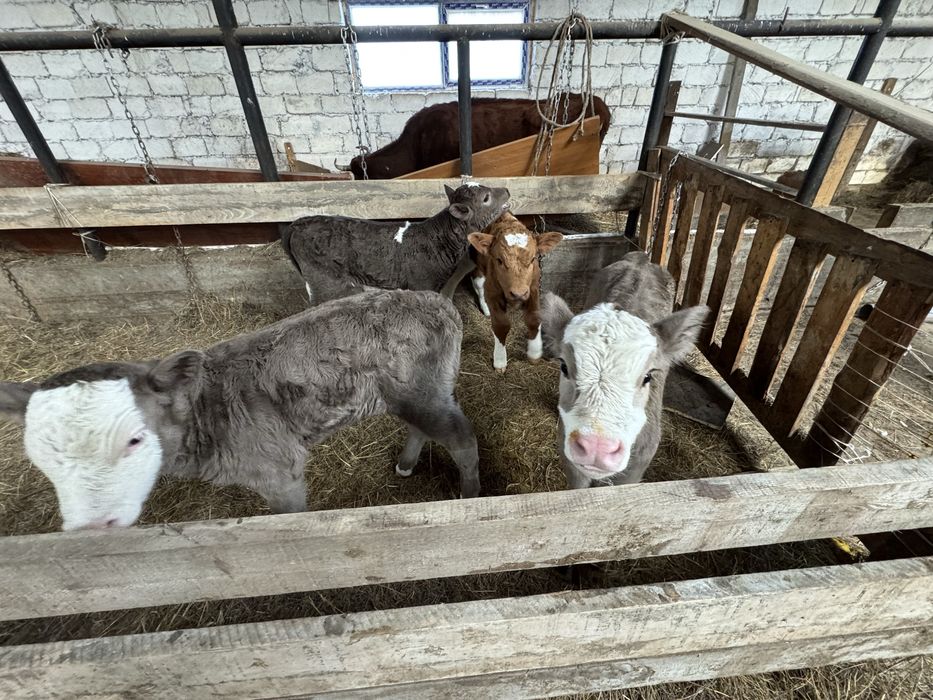 Бұзау, телят 3-10 күндік