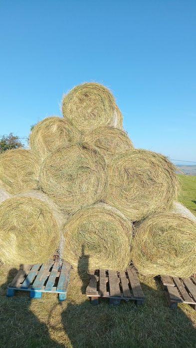 Baloti lucerna sau fan Livram la TIR min 40 rotunzi 1,2x1,2 sau dreptunghiulari 500.Transport inclus RO HU.Nu dam la bucata