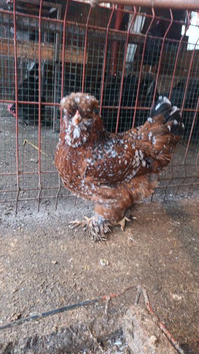 Vand oua pentru incubat de Strumski