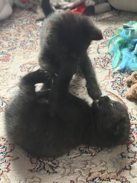 Котята вислоухие митисы