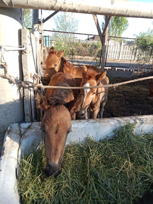 Кулындар сатылады