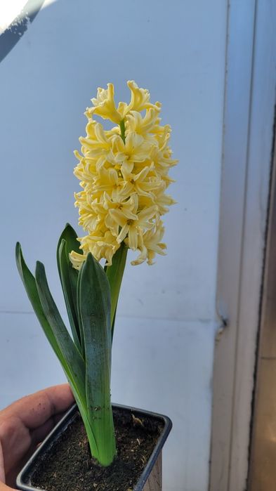 Зюмбюл в саксия за 8-ми март