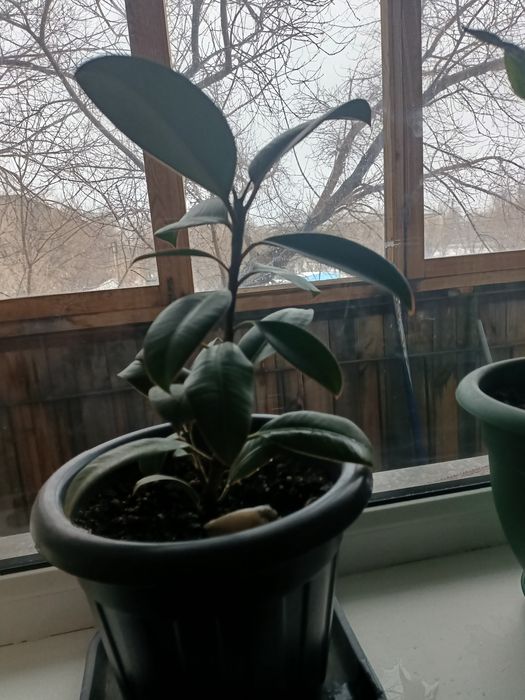 Комнатный цветок фикус