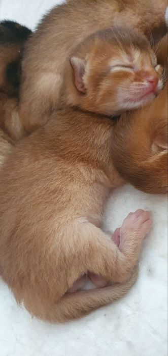 Продаётся Абессинский котята