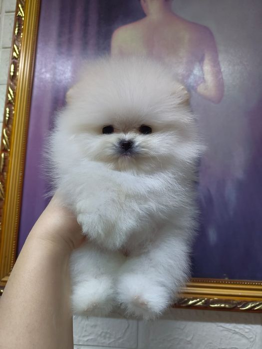 Шпиц девочка мини