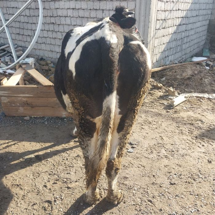 Sigir sotiladi  sogʻlom