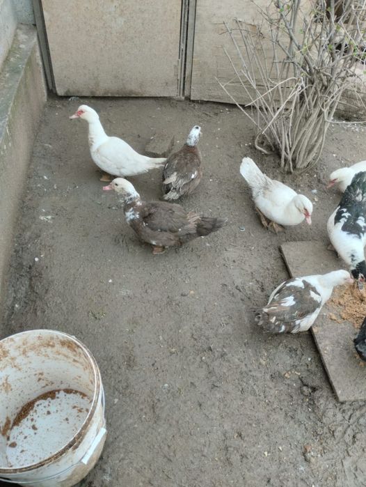 Куры и Петух утки