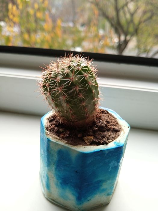 Каланхоэ лечебный,кактус