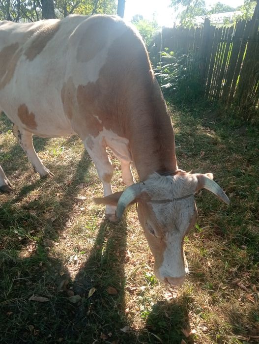 Vacă blândă de vânzare