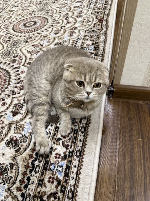 Кошка скоттиш фолд